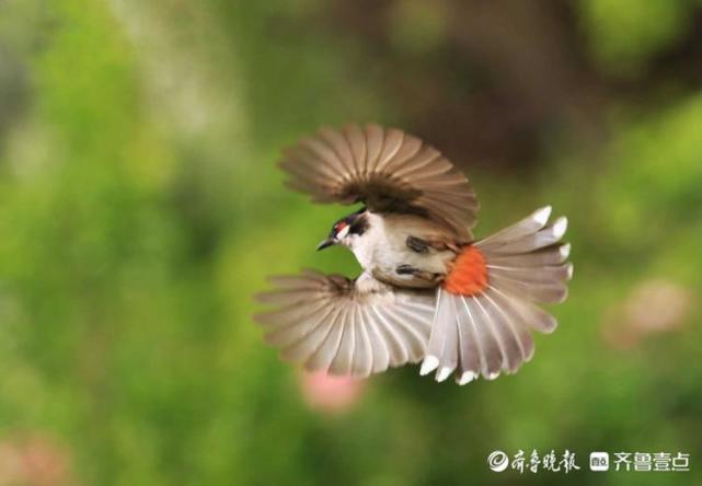 济南大明湖的白头鹎挥舞双翅一展舞姿