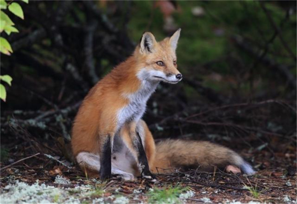 狐狸不狡猾 赤狐留味给同伴示警 沙狐占用旱獭洞 藏狐跟熊捕食 腾讯新闻
