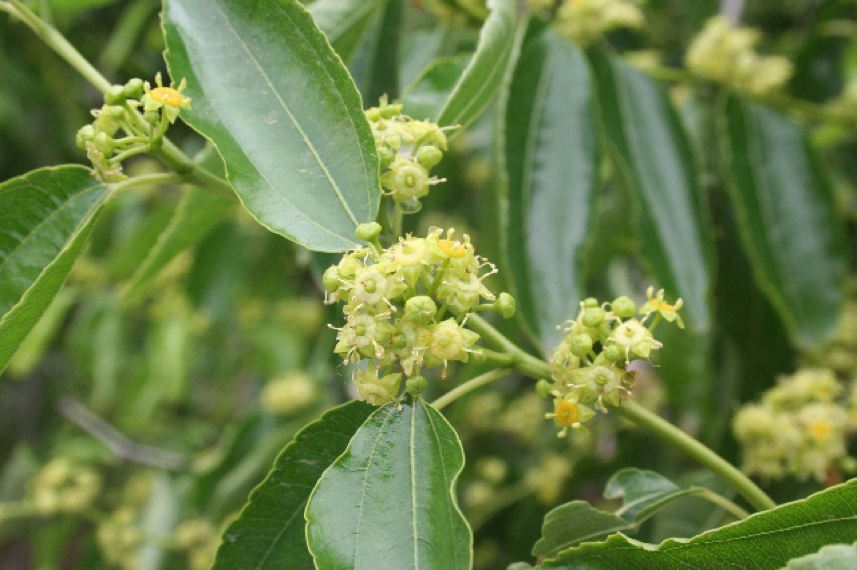 科普 非凡之 枣 腾讯新闻