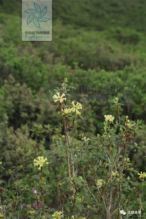 烈香杜鹃见过吗祛痰止咳平喘治咳嗽气喘痰多