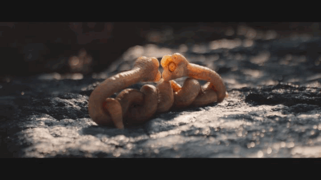 不走寻常路拍片,还是网飞厉害|网飞|外星世界|地球|食草动物