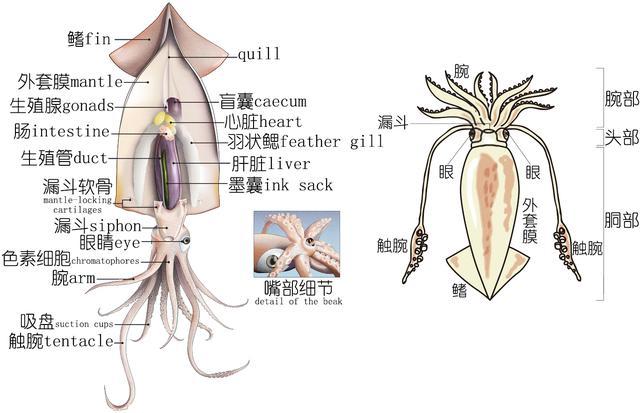 明瞭海鮮烏賊墨魚魷魚章魚都有什麼不同中