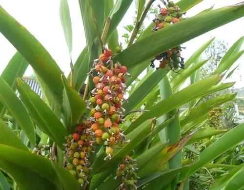 民间叫它小豆蔻炖肉堪称一绝公园里就有