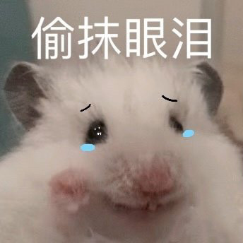 可爱小仓鼠表情包