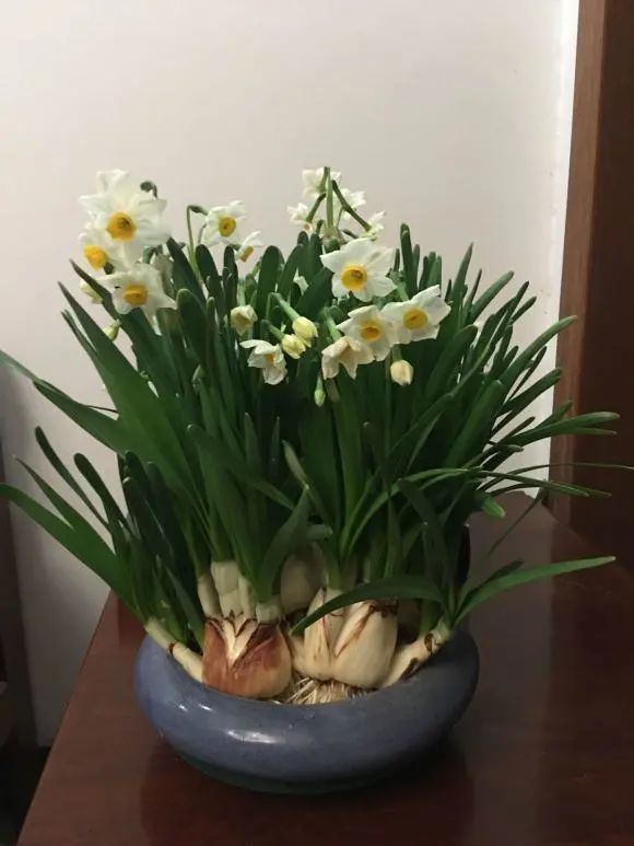 水仙花怎么养 土培还是水培 想要花期开得长 埋在土里最好 腾讯网