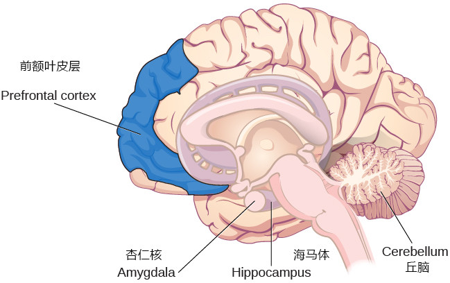 究其原因,相比其他感官信息要經過丘腦——前額葉皮層——海馬體這條