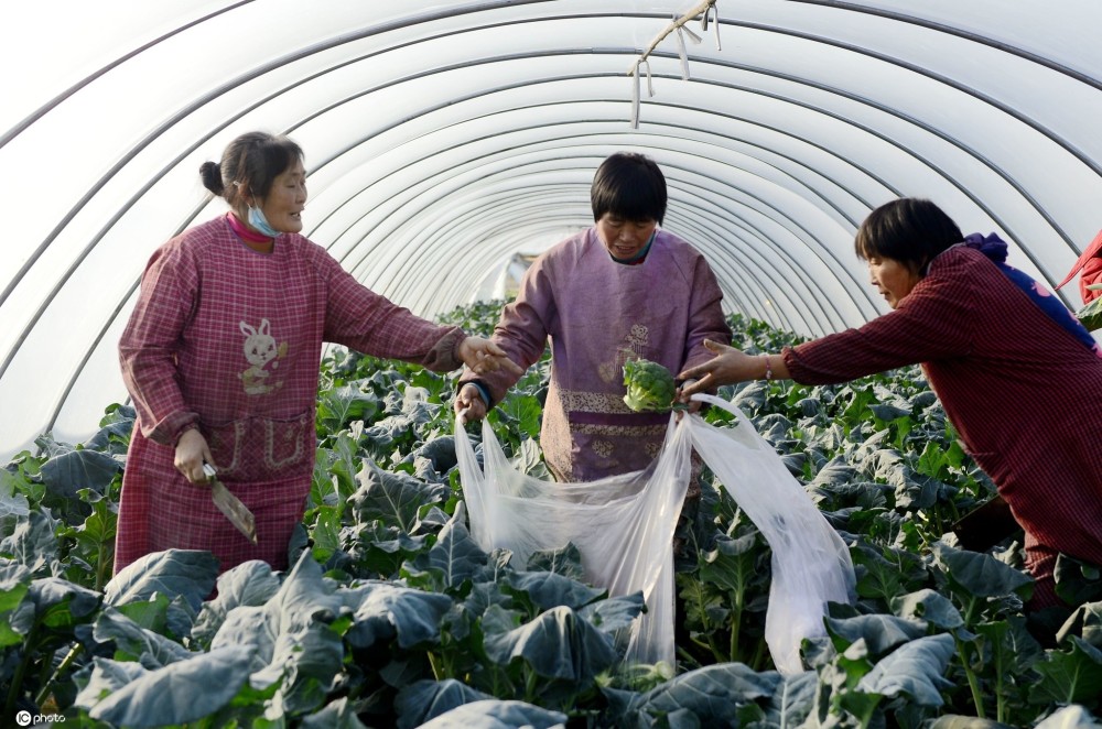 豫南最大反季節蔬菜基地 設施蔬菜供應全國市場