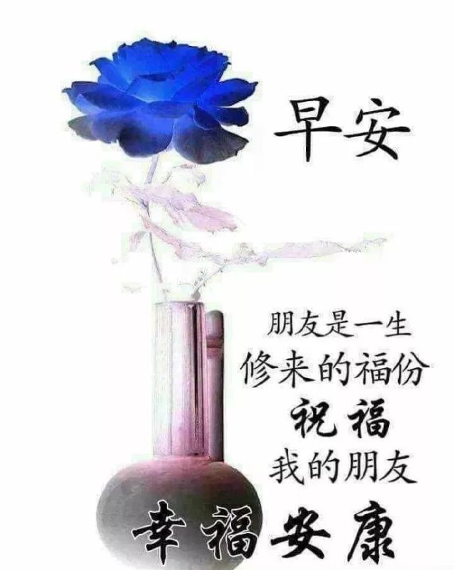 12月最美早安鮮花圖片帶字 寒冷冬季最暖心的早上好問候語祝福微信