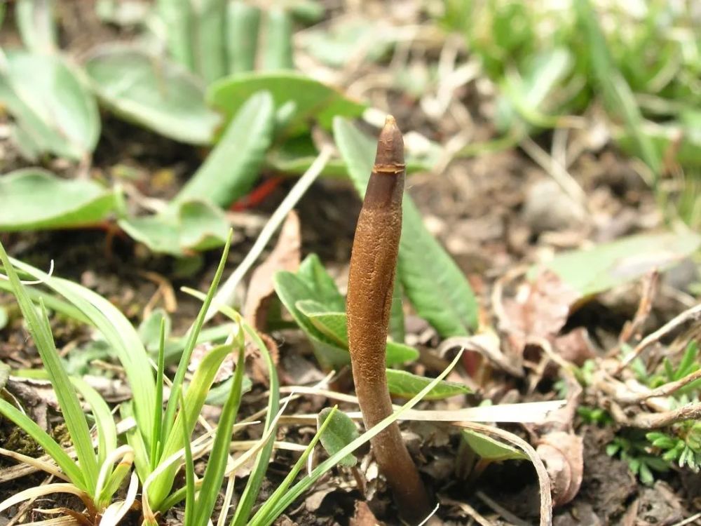 冬虫夏草俗称"虫草",它形态奇特,似虫似草,却又非虫非草,颇为神秘奇妙