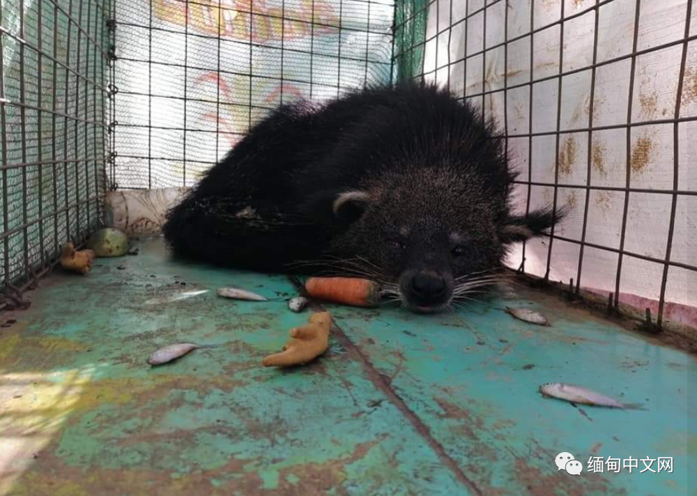 缅甸热闹街道突然窜出野生动物最后还是敌不过人类被打伤