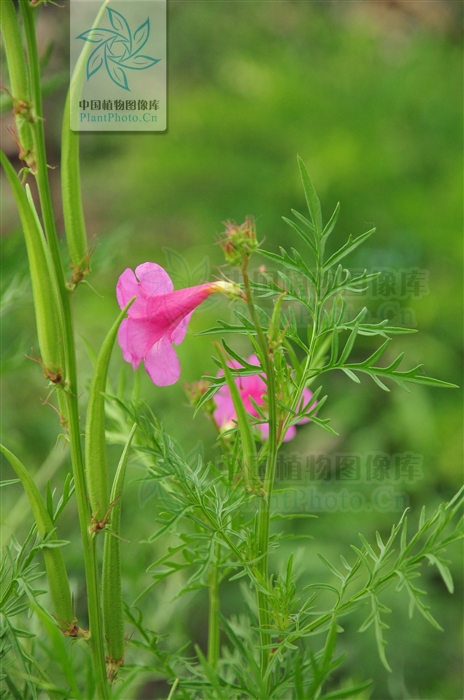 【专栏】每日赏草:角蒿|角蒿|紫葳科|羊角|花冠