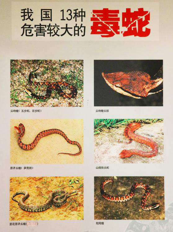 剧毒蛇排名图片