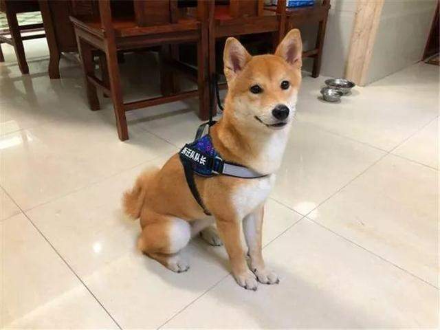 柴犬大小便怎麼訓練6招幫你解決