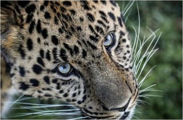 心理测试哪只豹子眼睛会产生欲望测你的人际关系如何超准