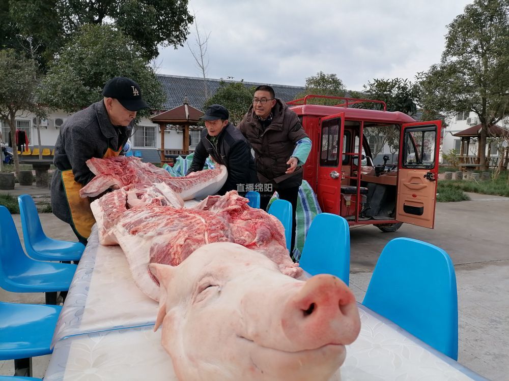 梓潼敬老院杀年猪年味儿渐浓
