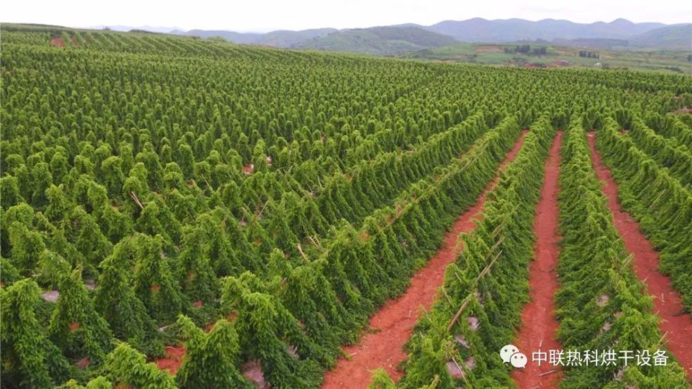 河南省中药材产业大数据发布!打造中药强省,河南,中!_腾讯新闻