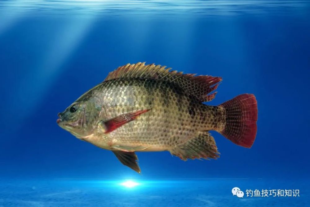 冬钓罗非鱼怎样选择饵料 冬季罗非鱼用哪种味型 冬钓罗非鱼技巧 腾讯新闻