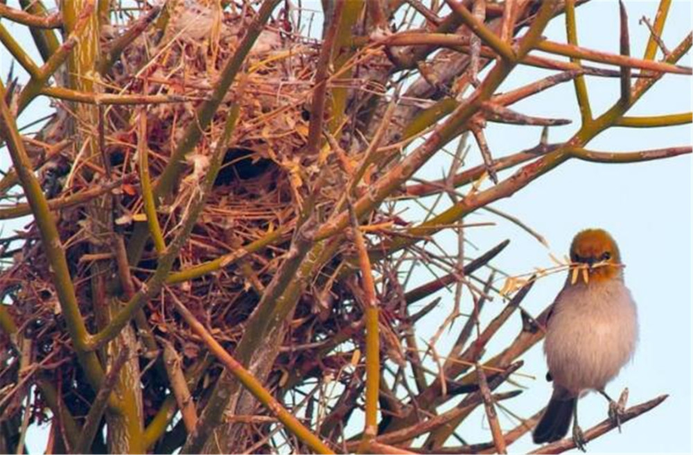 喜鹊窝不怕雨雪,这有何玄机?"高层别墅"的败絮其外,金玉其中
