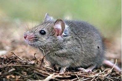 福建省鼠疫的主要宿主黄胸鼠