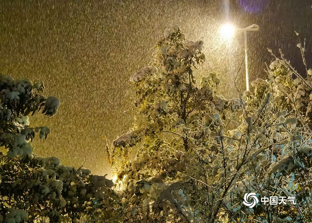 贵州六盘水飘起鹅毛大雪树上积雪好似棉花糖