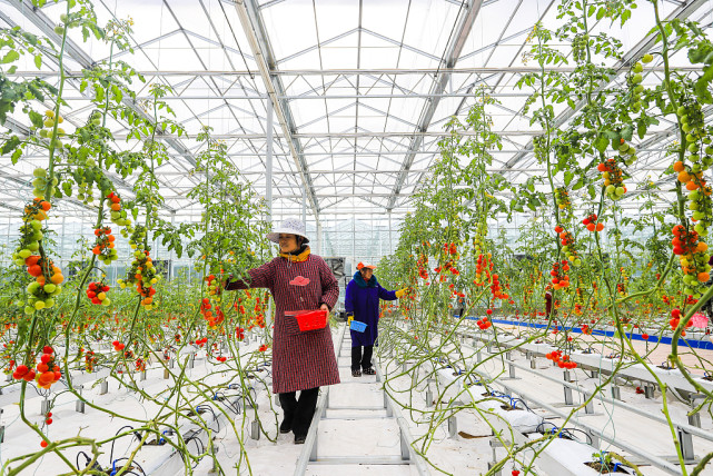 绿色生态大棚种植红彤彤圣女果,有没有想吃呢?