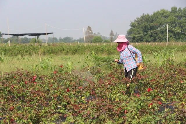酵素视角 农用植物酵素的应用效果 植物 酵素 蔬菜 发酵 黄瓜
