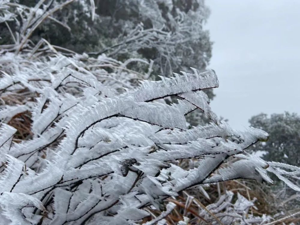 哇南方真的下雪了有图有真相