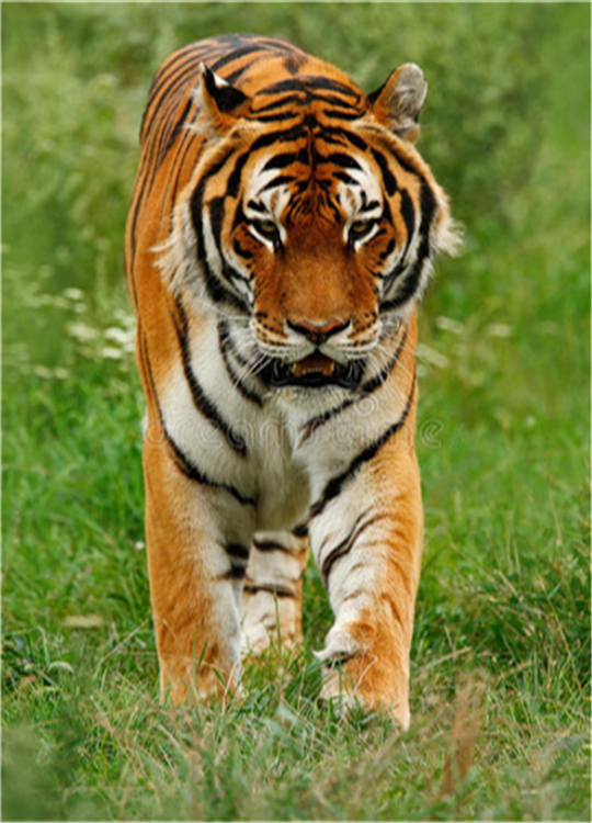 在十二生肖中 快人快语 不喜欢说话思考的生肖 十二生肖 属马人