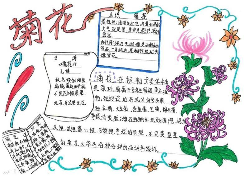 北京平谷一小学开菊花课程 全方位感受菊之文化