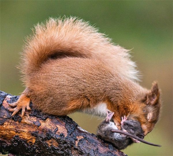 红松鼠和小老鼠大打出手 将老鼠甩下树枝|老鼠|红松鼠|英国_社会|松鼠
