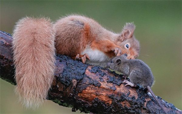 红松鼠和小老鼠大打出手 将老鼠甩下树枝|老鼠|红松鼠|英国_社会|松鼠