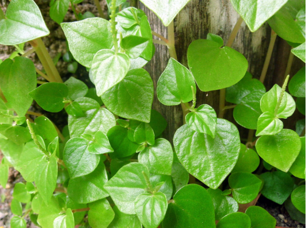 荒野维生野菜系列草胡椒