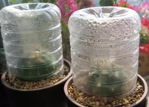 怎么让植物舒服过冬 掌握这6个创意 轻松拥有 温室 花房 腾讯网