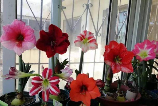 怎么让植物舒服过冬 掌握这6个创意 轻松拥有 温室 花房 腾讯新闻