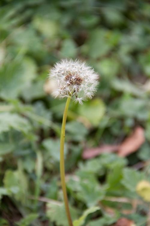 这五种直根系植物,详细的日常管理,全能科普来了