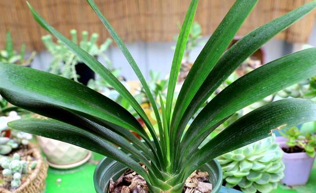 君子兰叶面养护,做好这5方面,网格叶绿得冒油,亮得如打了蜡