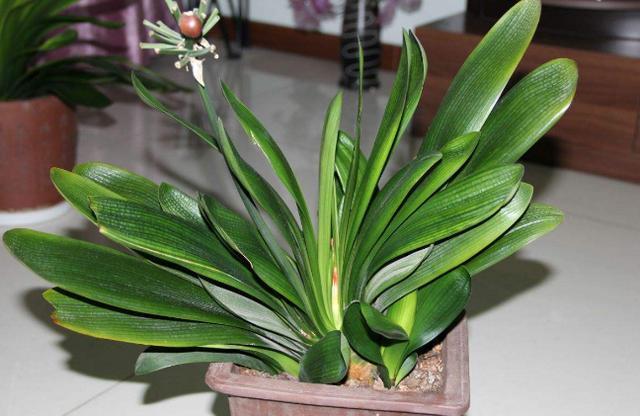 君子兰叶面养护做好这5方面网格叶绿得冒油亮得如打了蜡