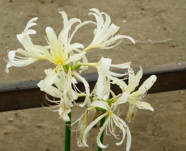 6种少见的 球根 花 听名字都稀奇得很 不知道好不好养 腾讯网