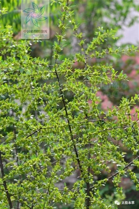 琉璃枝,见过吗?清热泻下,解毒消瘰.主热结便秘,瘰疬,疥癣