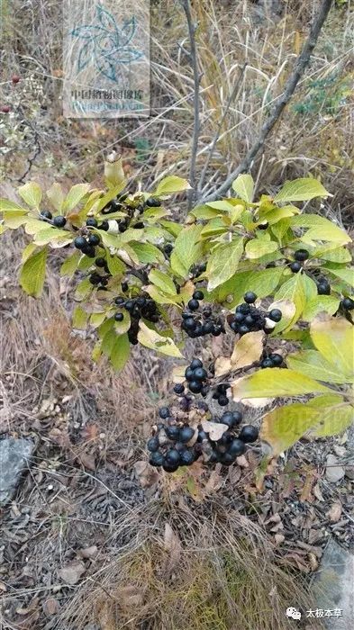 琉璃枝,见过吗?清热泻下,解毒消瘰.主热结便秘,瘰疬,疥癣