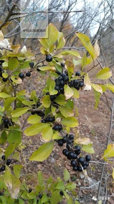 琉璃枝,见过吗?清热泻下,解毒消瘰.主热结便秘,瘰疬,疥癣