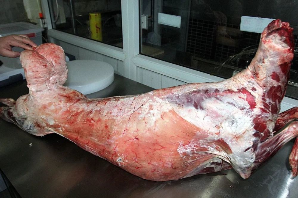 开业就火门头沟新开草原特色羊肉锅现切现煮蘸着野韭菜花吃真香