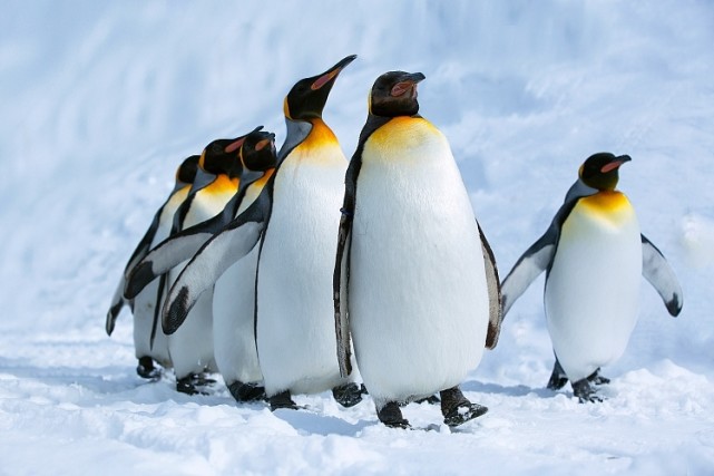 季节性迁徙巴西今年沿海企鹅数量增加35