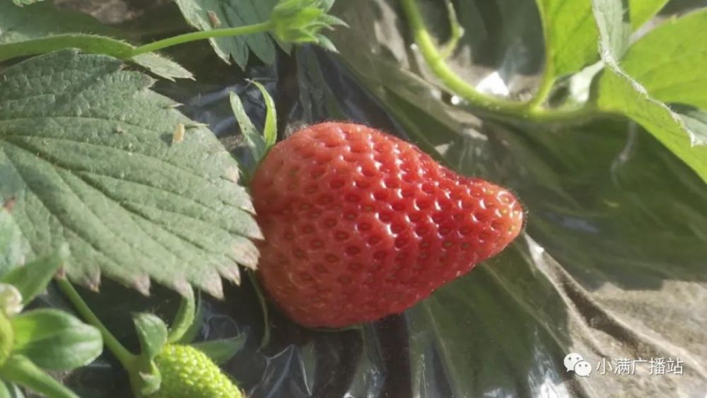 农技面对面活跃在草莓大棚里的捕食螨