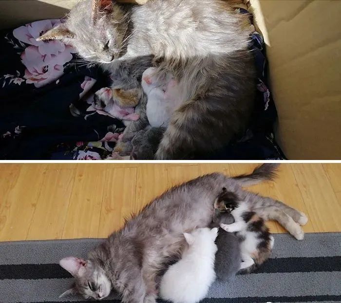 母猫会带小猫回家吗(母猫带小猫来家里好不好)