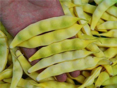 豆荚颜色会影响营养价值吗