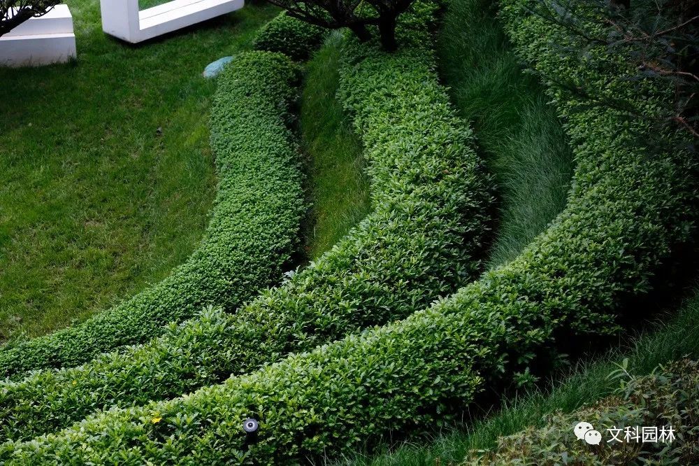 绿篱园林景观中的百变技能者