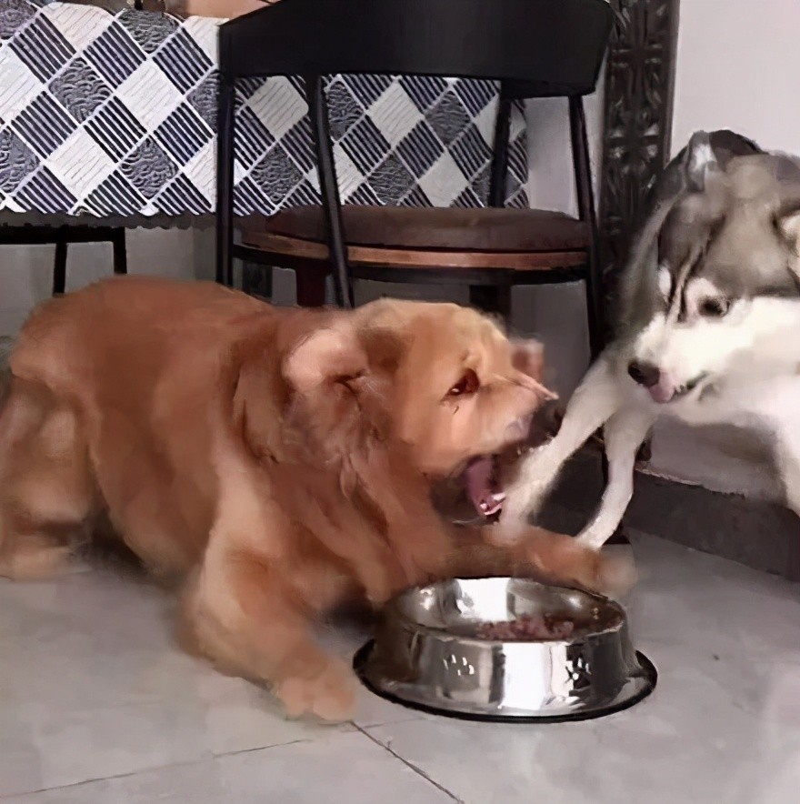 风水轮流转!哈士奇跟金毛抢食,可没想到的是这次金毛住了院哈哈