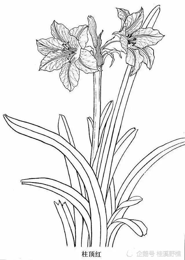 花卉白描很难画各种常见花卉白描画法教你收藏起来临摹学习