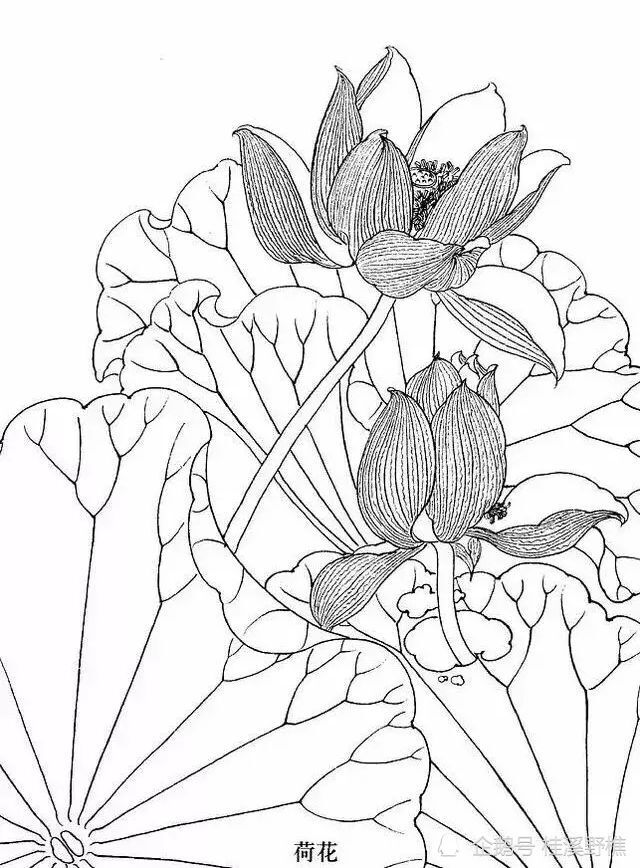 花卉白描很难画各种常见花卉白描画法教你收藏起来临摹学习